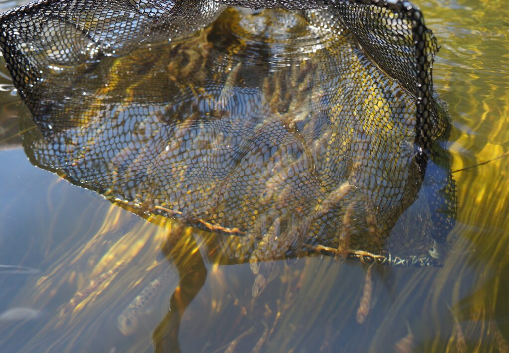 Close-up of a fishing net submerged in water, capturing small fish swimming beneath the surface, highlighting the interaction between fishing equipment and aquatic life. Close-up of a fishing net submerged in water, capturing small fish swimming beneath the surface, highlighting the interaction between fishing equipment and aquatic life.