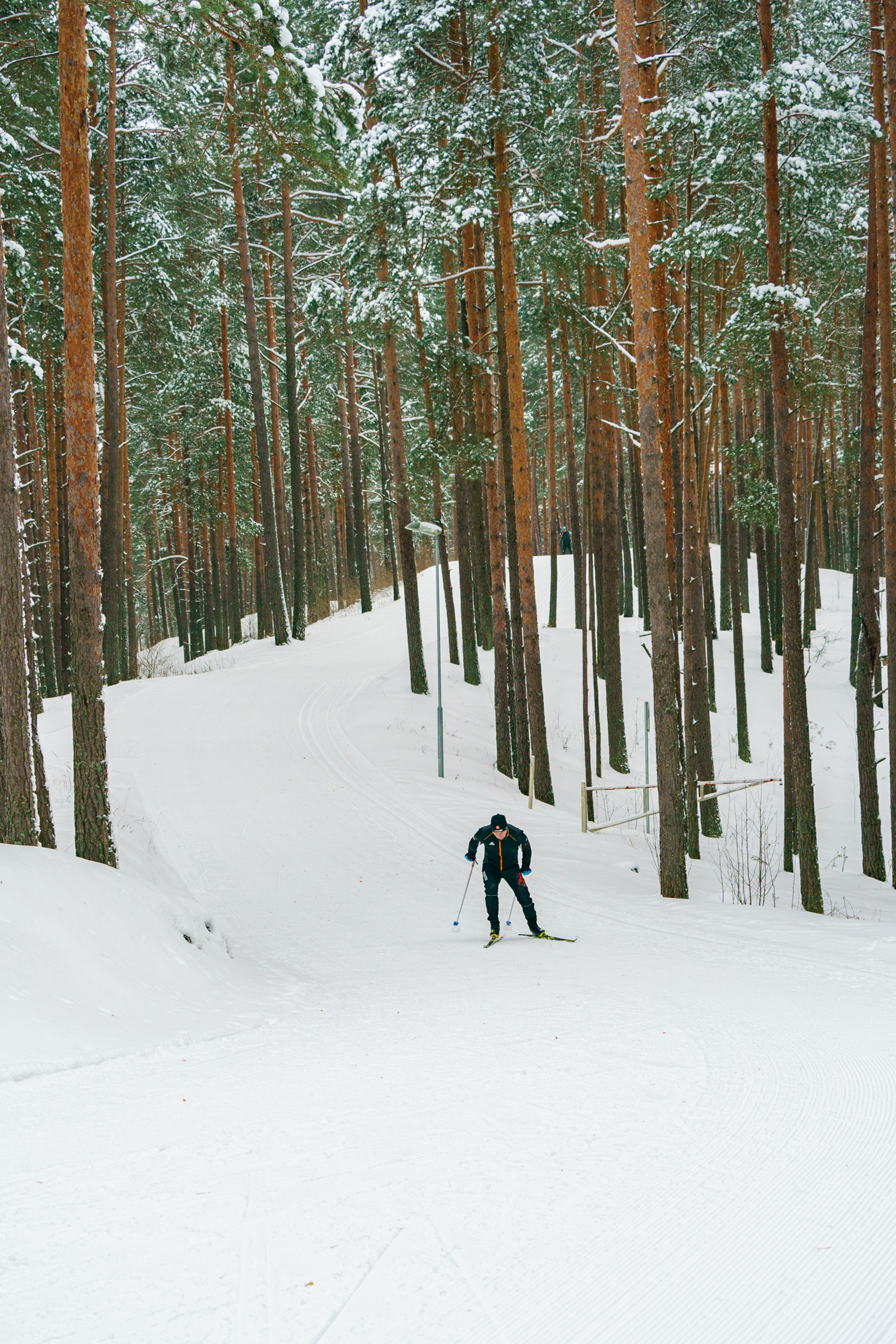 A skier navigating a snowy trail surrounded by tall pine trees in a winter landscape. A skier navigating a snowy trail surrounded by tall pine trees in a winter landscape.