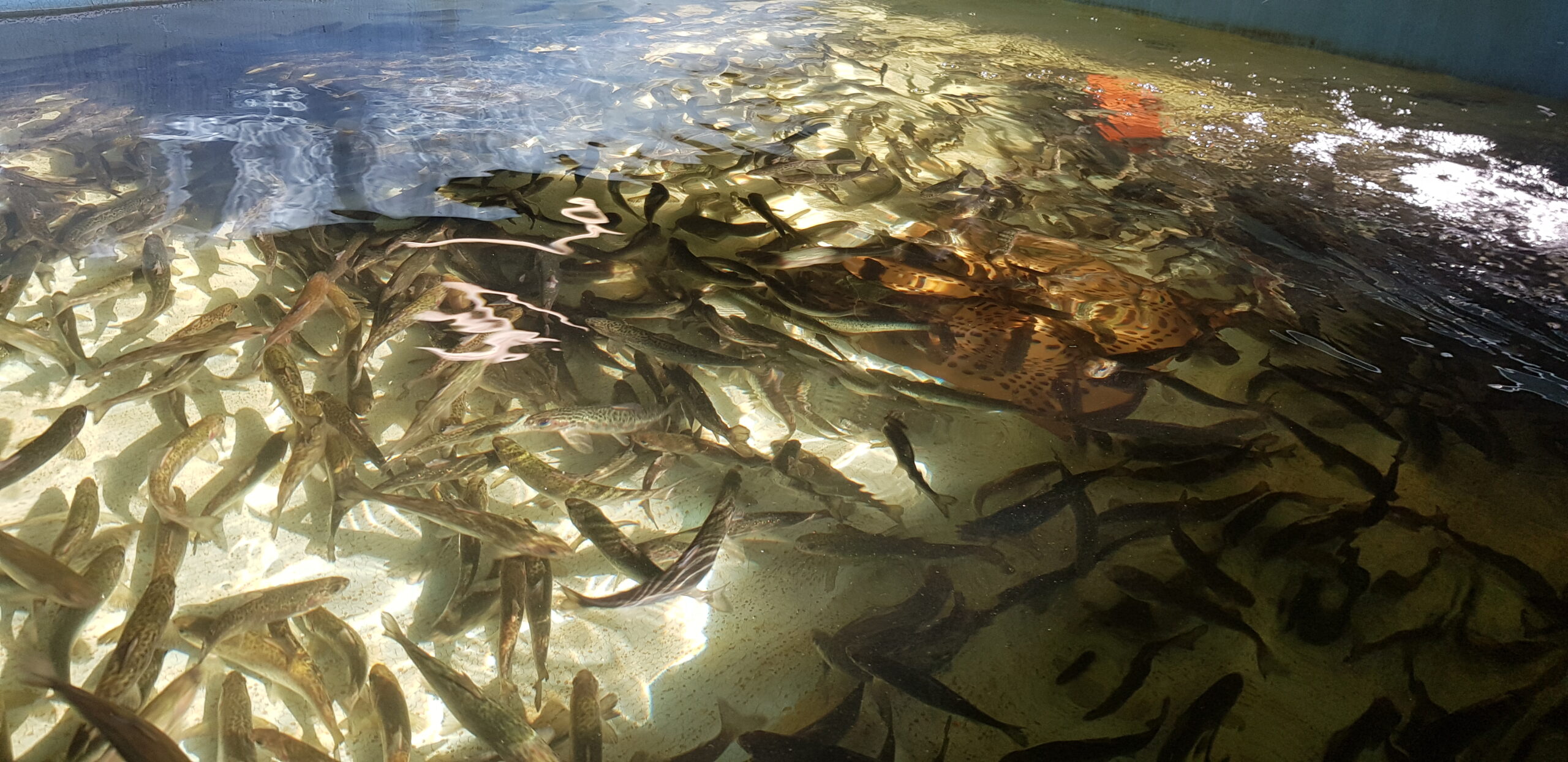A school of fish swimming in clear water, showcasing a variety of species and underwater plants. The sunlight reflects off the surface, creating a vibrant aquatic scene.