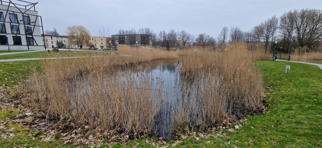 Serene landscape featuring a calm pond surrounded by tall grasses and reeds, with residential buildings in the background under a cloudy sky. Serene landscape featuring a calm pond surrounded by tall grasses and reeds, with residential buildings in the background under a cloudy sky.